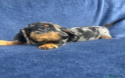 Dachshund dogs for sale: 9 beautiful dachshunds ready too leave in 2 weeks  - Image 5
