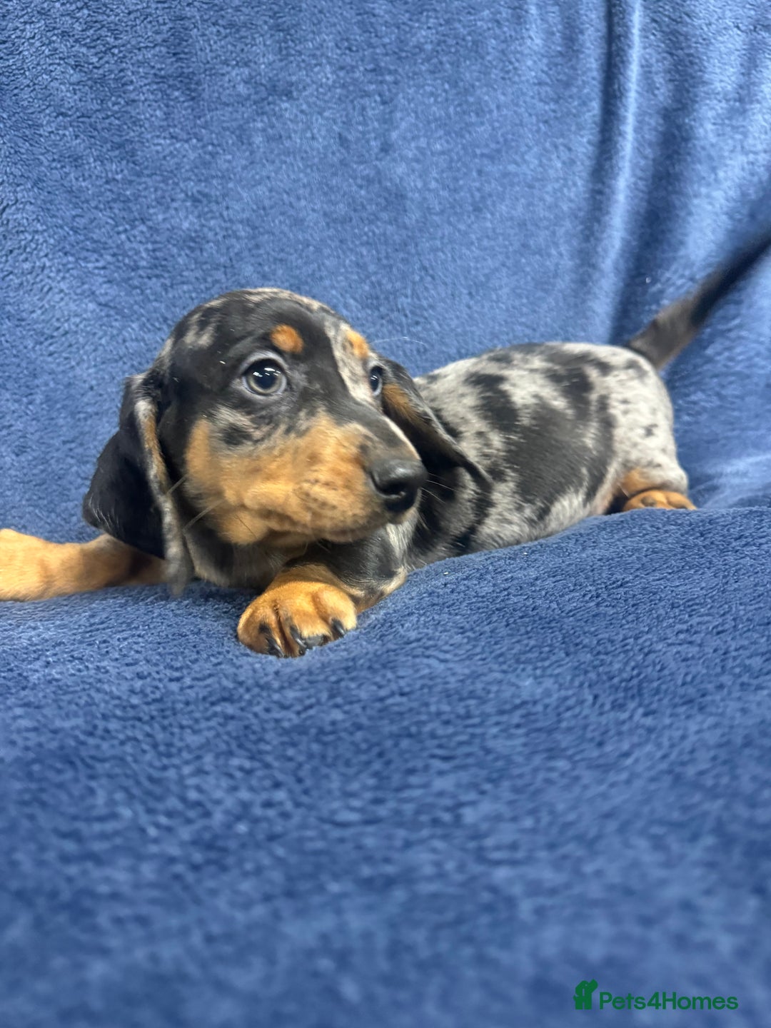 Dachshund dogs for sale: 9 beautiful dachshunds ready too leave in 2 weeks  - Image 5
