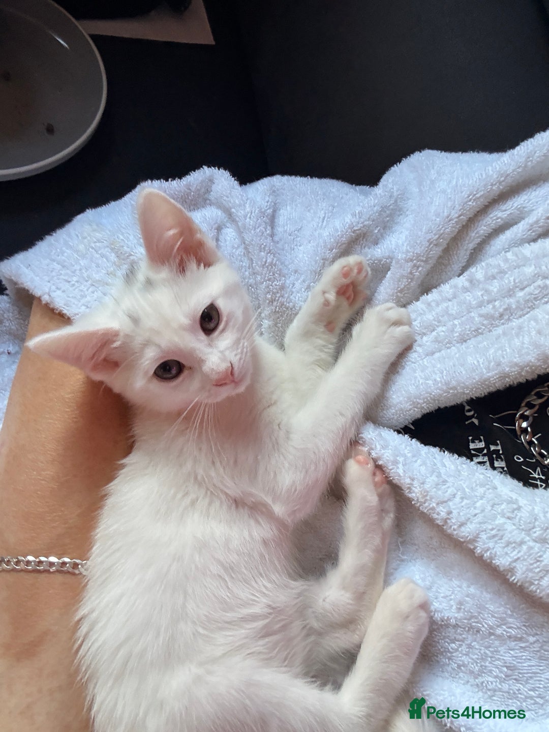 Siamese cats for sale: Siamese x Khao Manee & RagDoll Kittens - Advert 6