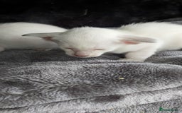 Oriental cats for sale: Full Pedigree Oriental 6 Kittens XL size ears GCCF - Image 1