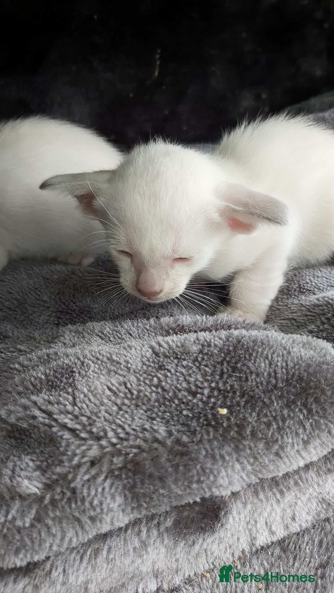 Oriental cats for sale: Full Pedigree Oriental 6 Kittens XL size ears GCCF - Image 1