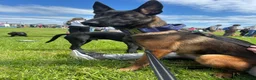 Belgian Shepherd Dog dogs for sale: 6 month old Belgian Malinois  - Advert 3