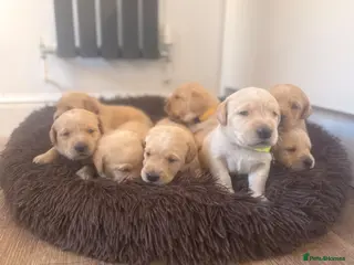 Labrador Retriever dogs My Labrador Puppys 🐾 - Advert 9