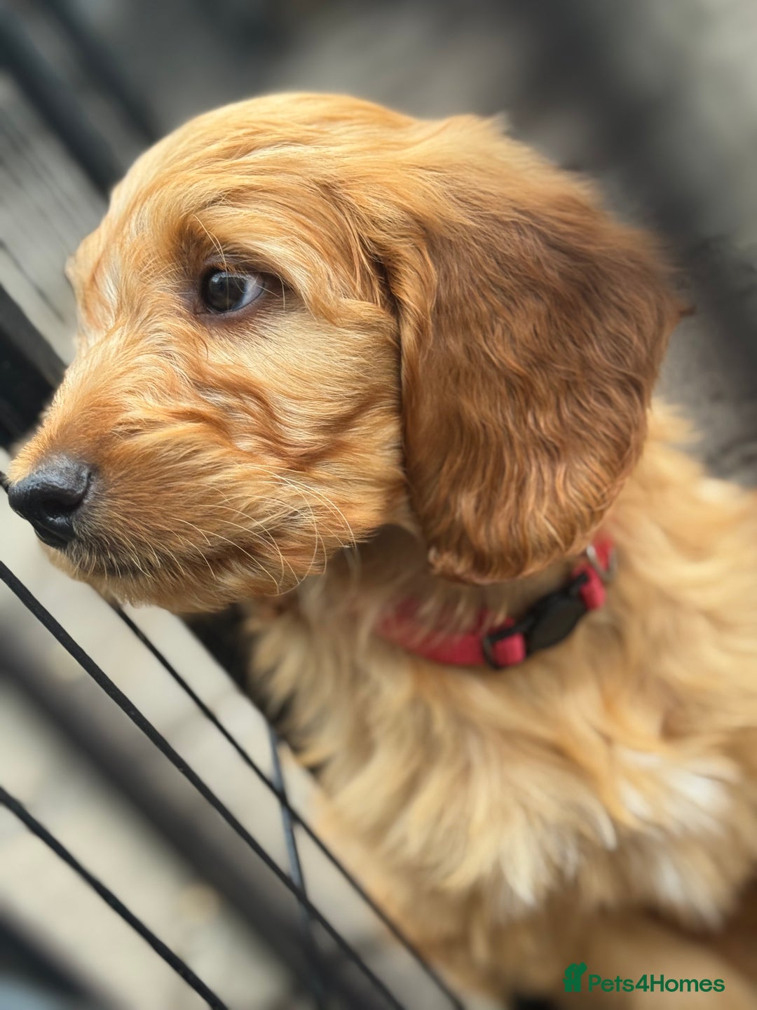 Goldendoodle dogs for sale: Double Doodle pups  - Image 9
