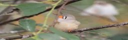 Finches birds for sale: Various Zebra Finch Variants  - Advert 4