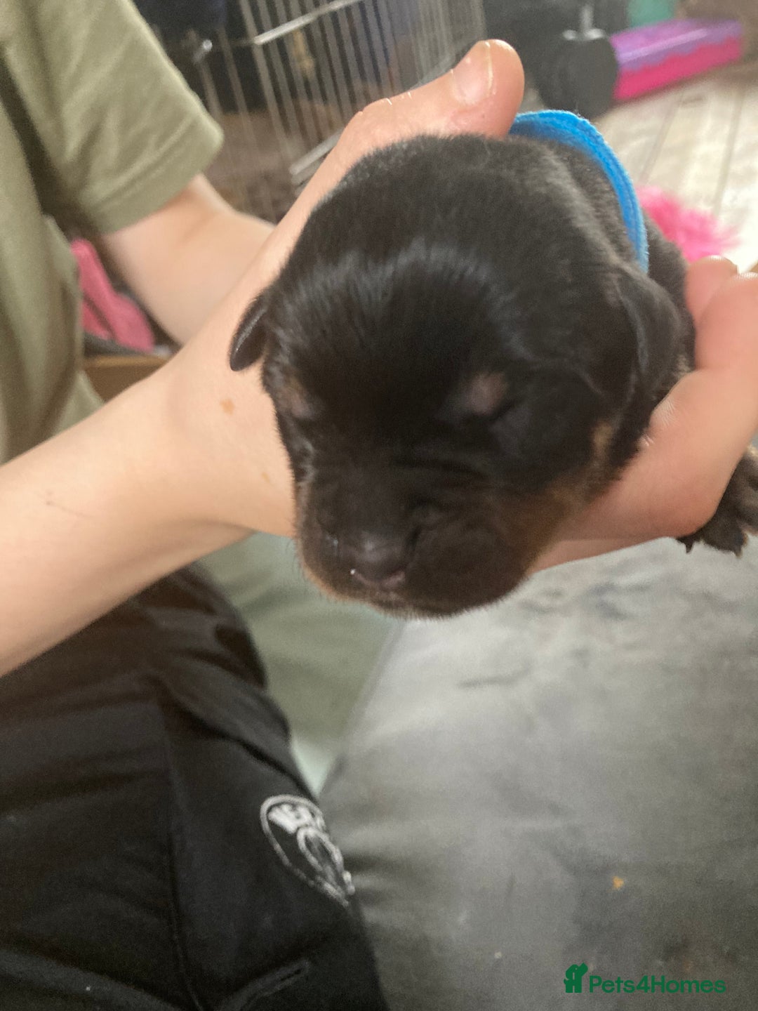 Rottweiler dogs for sale: Rottweiler  - Advert 27