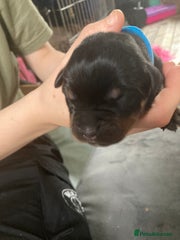 Rottweiler Puppy 4