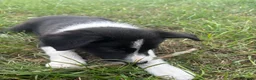 Border Collie dogs for sale: Border collie pups looking for new homes  in Leek - Advert 4