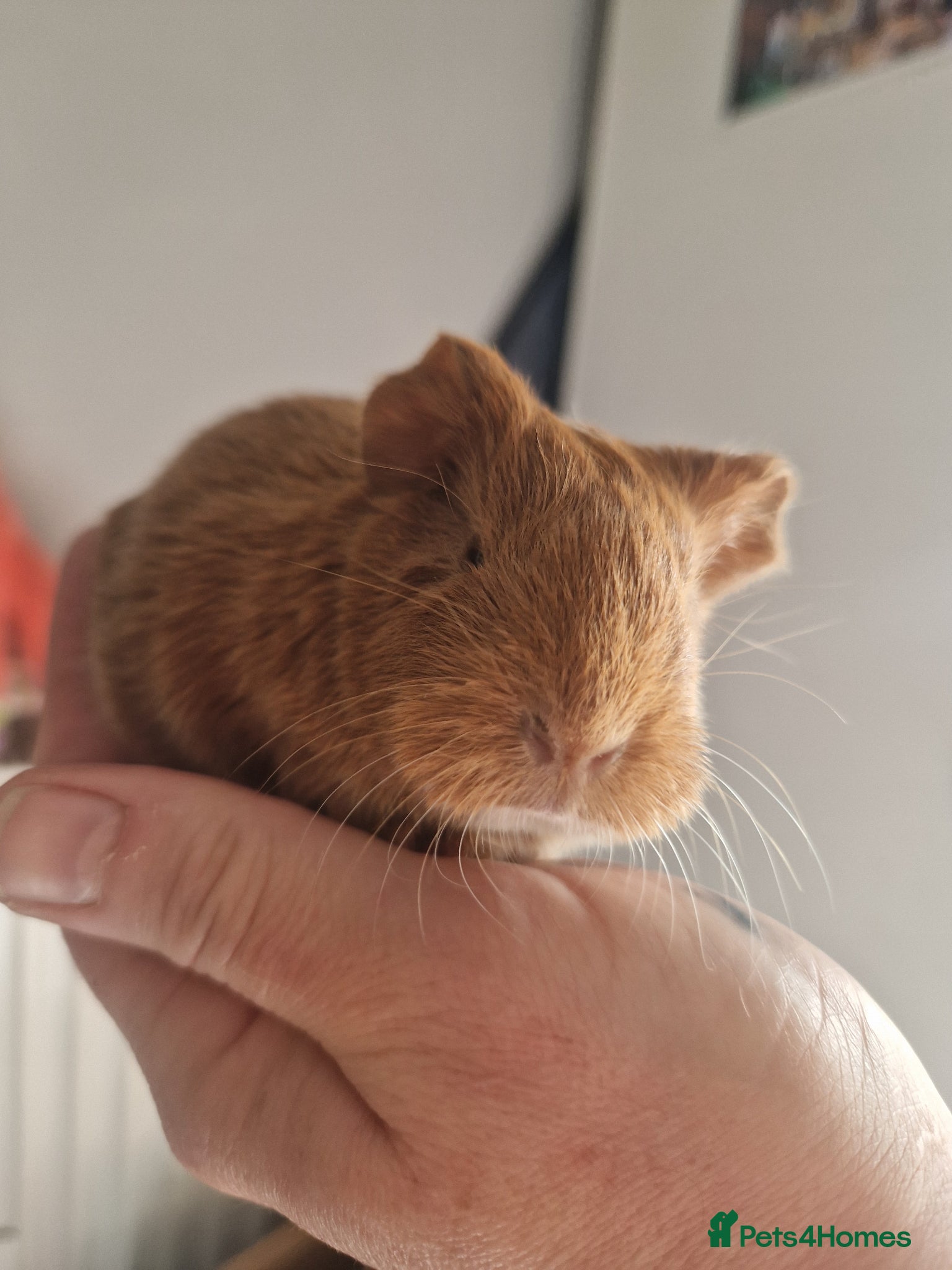 Guinea Pig rodents Baby Guinea Pigs - Advert 16