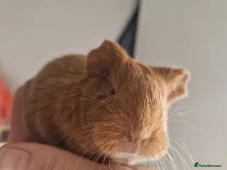 Guinea Pig rodents Baby Guinea Pigs - Advert 16