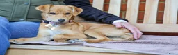 Mixed Breed dogs for adoption: Trudy - Advert 18
