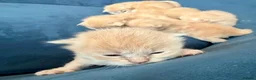 Ragcoon cats for sale: Rare Ragacoon Ragdoll x Maine Coon  - Advert 16