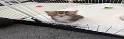 Mixed Breed cats for sale: Persian Cross - Advert 4