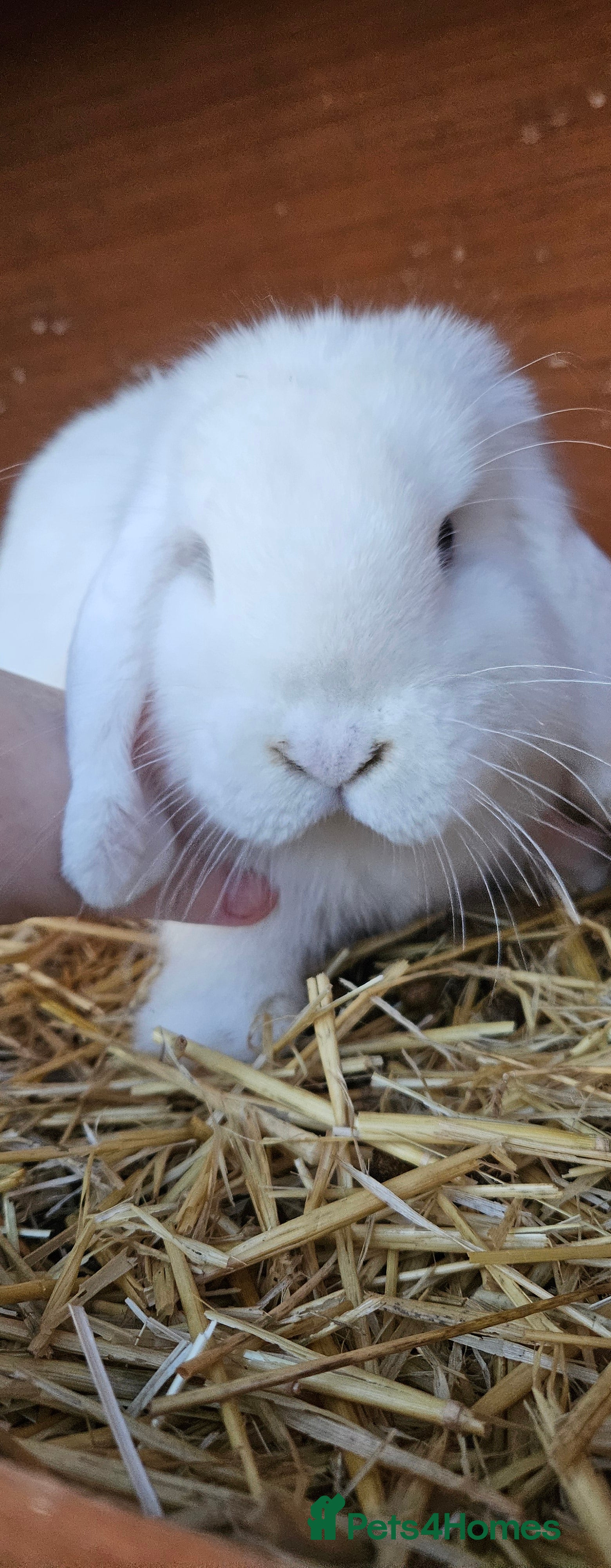Mini Lop rabbits 💫💫💖Mini lops ✨️✨️ - Advert 7