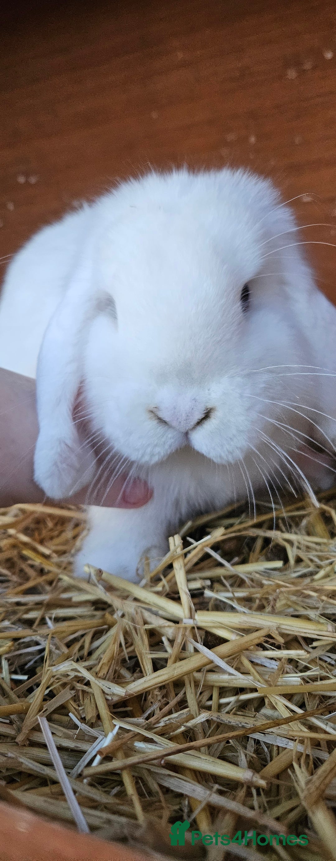 Mini Lop rabbits for sale: 💫💫💖Mini lop BEW ✨️✨️ - Advert 3