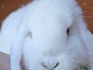 Mini Lop rabbits 💫💫💖Mini lops ✨️✨️ - Advert 7