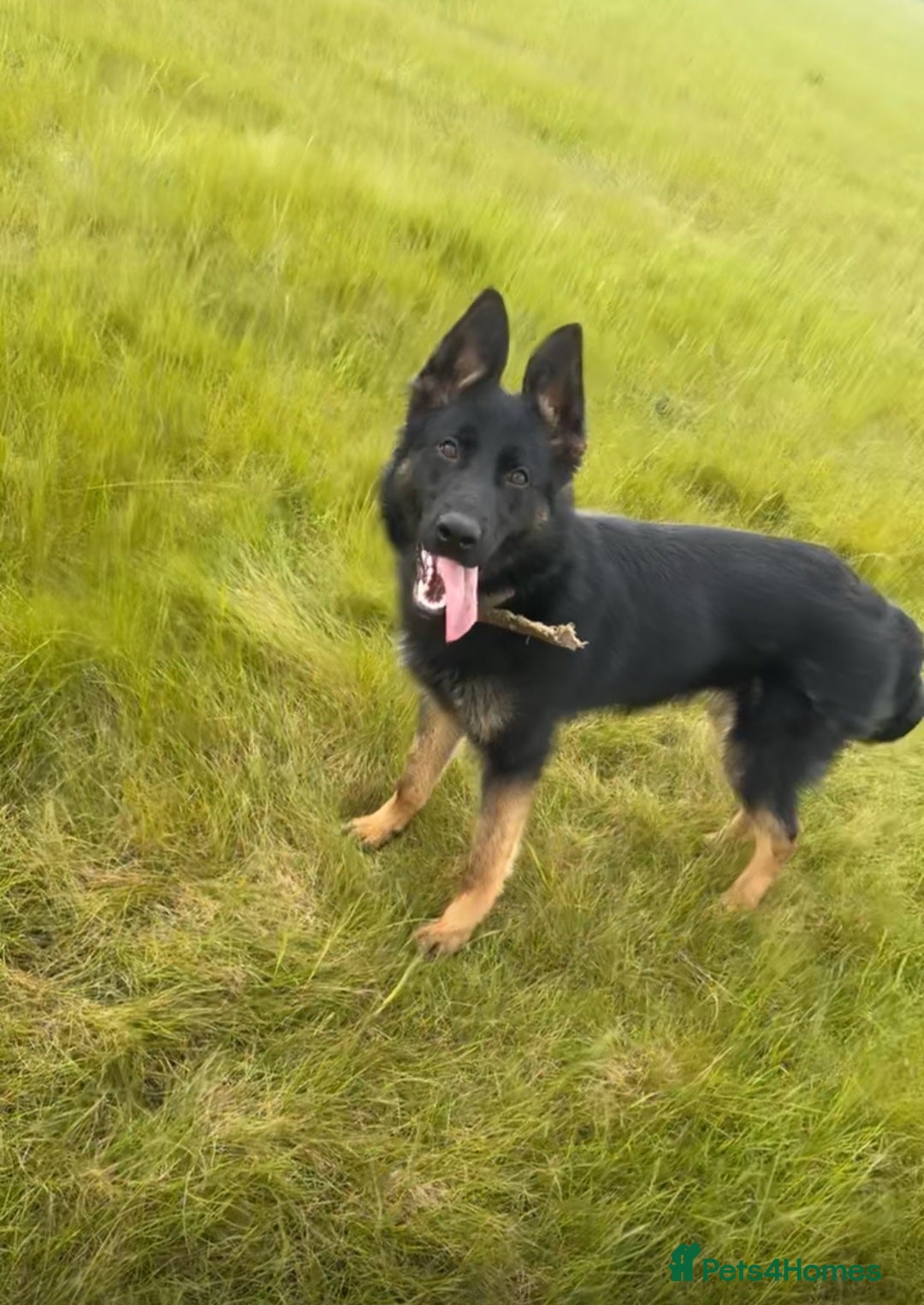 Mixed Breed dogs for sale: Belgian mallinois x German shepheard - Advert 1