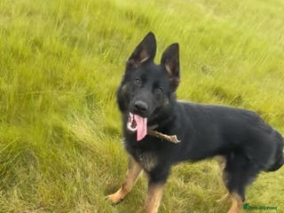 Mixed Breed dogs Belgian mallinois x German shepheard - Advert 1