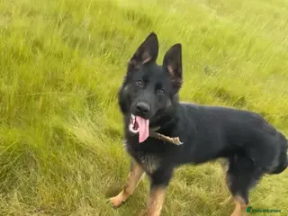 Mixed Breed dogs Belgian mallinois x German shepheard - Advert 5