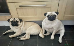 Pug dogs for sale: 🐾 Adorable Pug Puppies for Sale – £700 Each 🐾 - Image 13