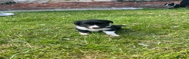 Border Collie 4