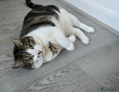 Mixed Breed cats ZIGGY - Advert 1