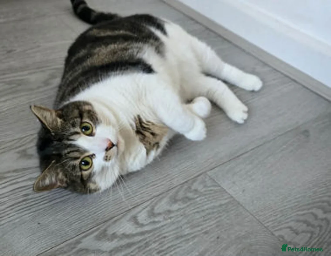 Mixed Breed cats for adoption: ZIGGY - Advert 1