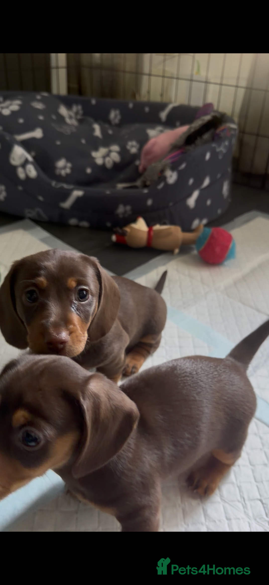 Miniature Dachshund dogs for sale: Stunning minature dachshunds  - Advert 27