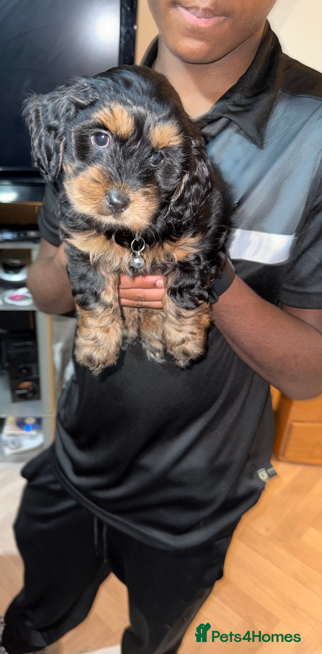 Mixed Breed dogs for sale: Cockapoo Mix Puppies - Advert 12