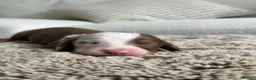 Miniature Dachshund dogs for sale: True beautiful miniature longhair dachshund  - Advert 23