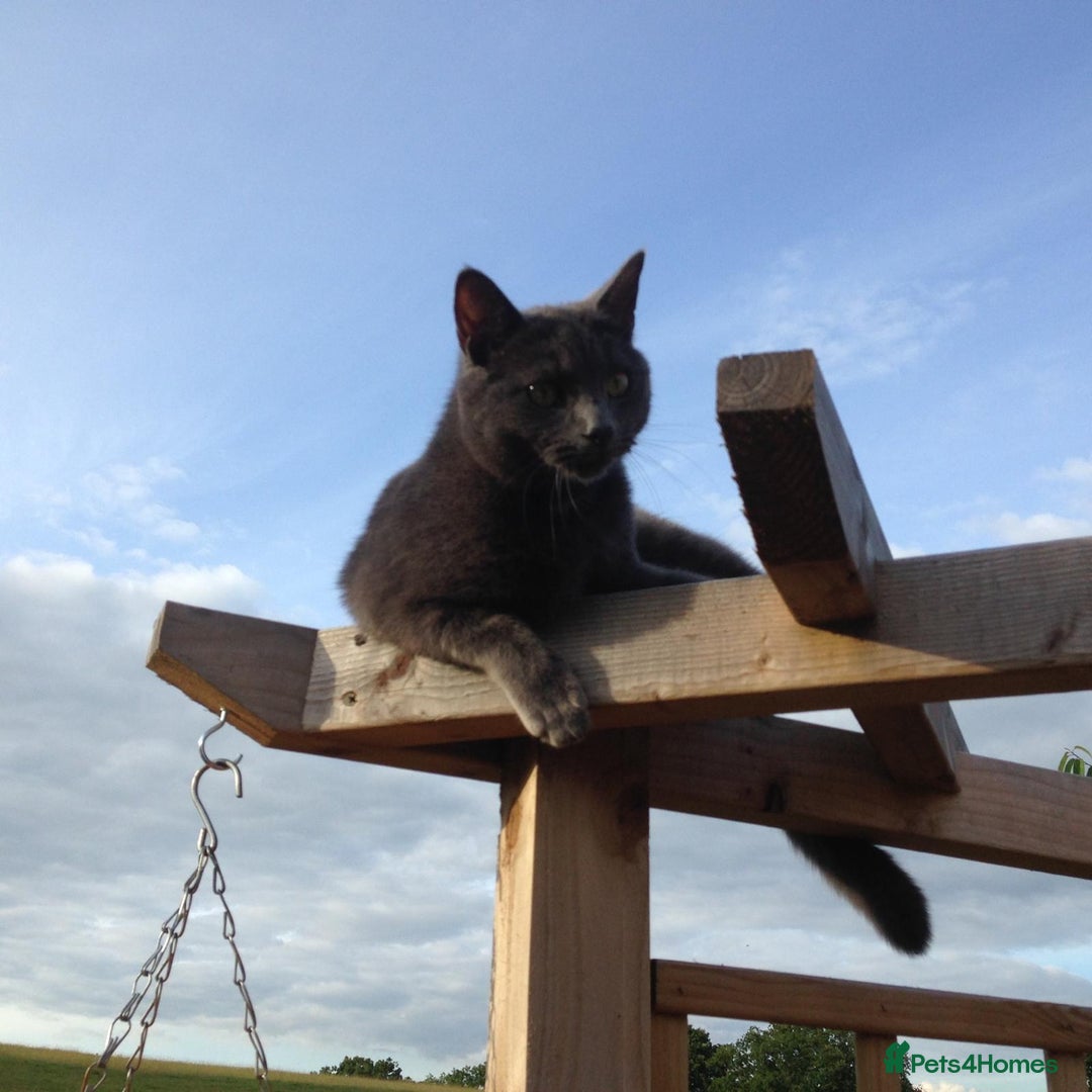 British Shorthair cats for sale: Blue British Shorthair - Image 1