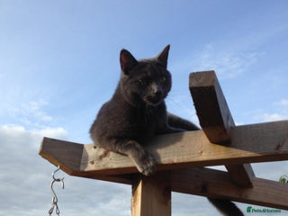 British Shorthair cats for sale - Advert 1