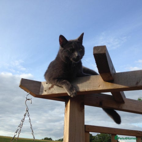 British Shorthair cats - Advert 11