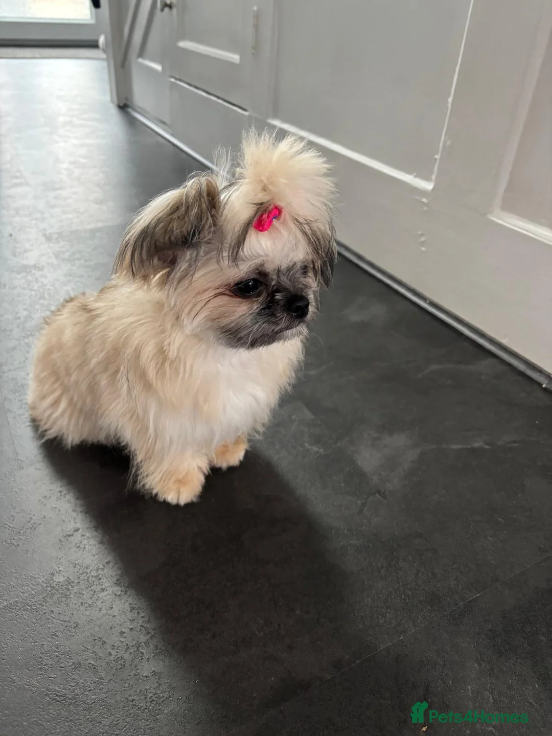 Mixed Breed dogs for sale: Hi I’m Lucy  - Advert 6