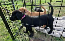 Labrador Retriever dogs for sale: 1 black Labrador puppy (female) left.  - Image 3