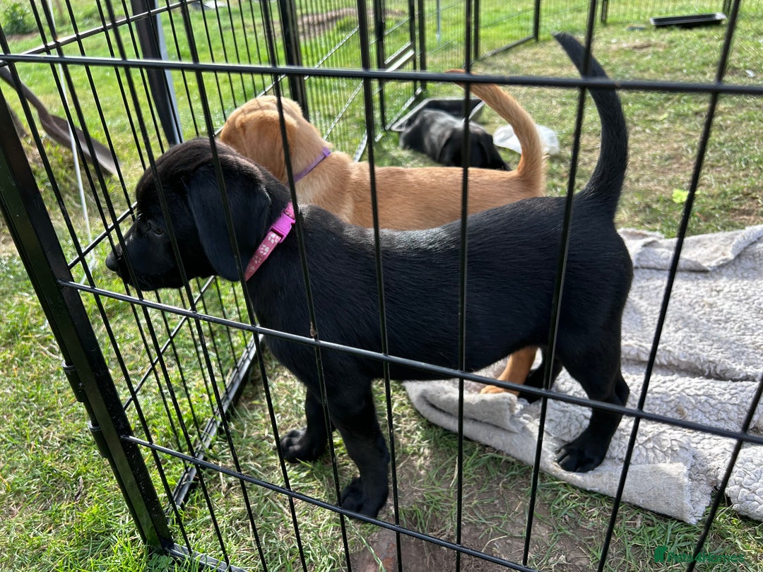 Labrador Retriever dogs for sale: 1 black Labrador puppy (female) left.  - Image 3