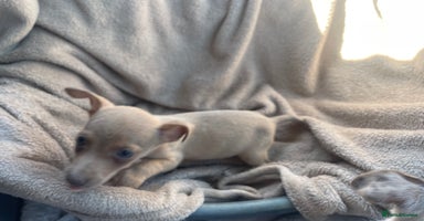 Mixed Breed dogs - Advert 10