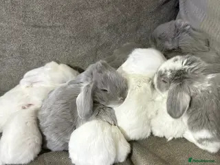 French Lop rabbits French lops - Advert 10
