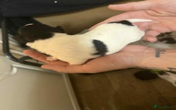 Jack Russell dogs for sale: Beautiful jack Russell terrier puppies  - Image 14