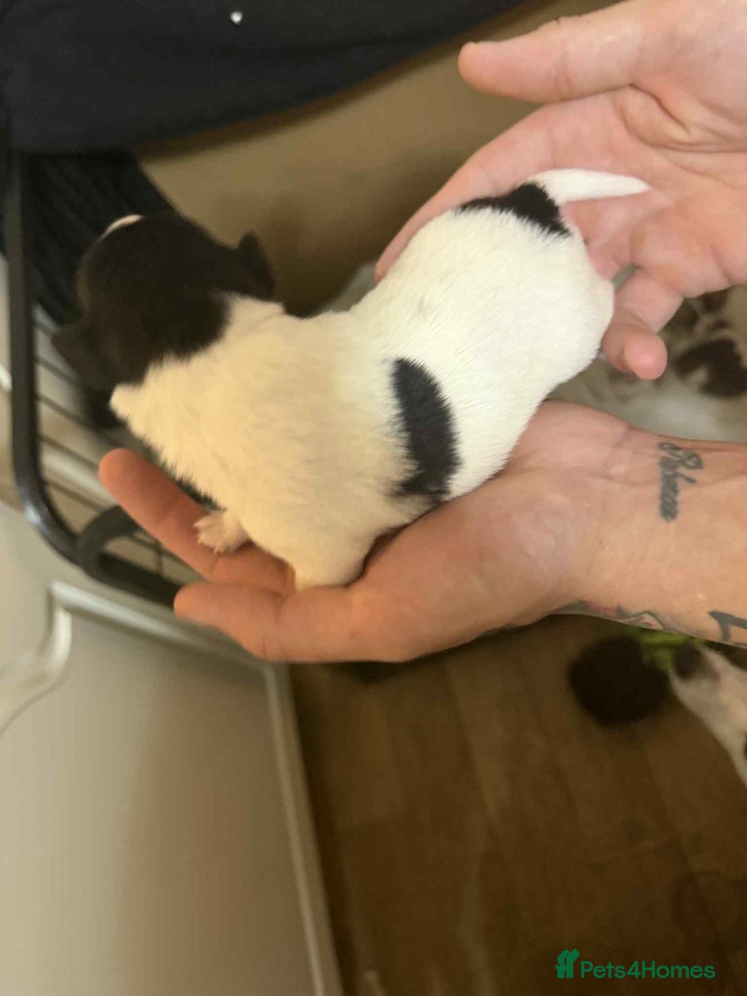 Jack Russell dogs for sale: Beautiful jack Russell terrier puppies  - Image 14