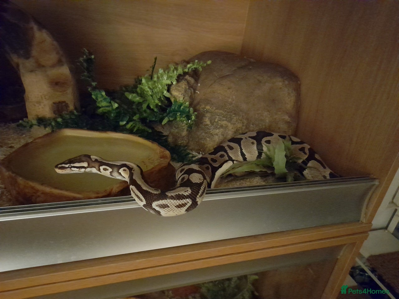 Snake reptiles Royal Python & Milk Snake Free to Good Home - Advert 12
