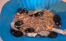 Mouse rodents for sale: Fancy mice for sale - Image 4