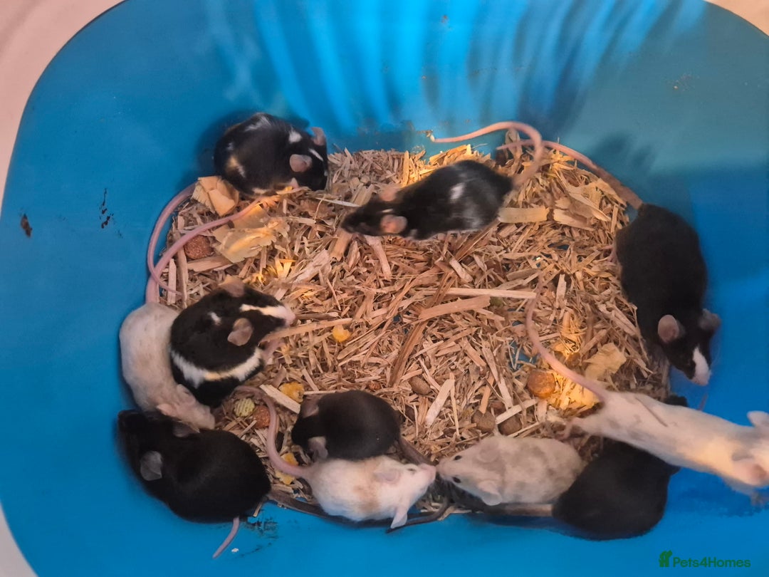 Mouse rodents for sale: Fancy mice for sale - Image 4