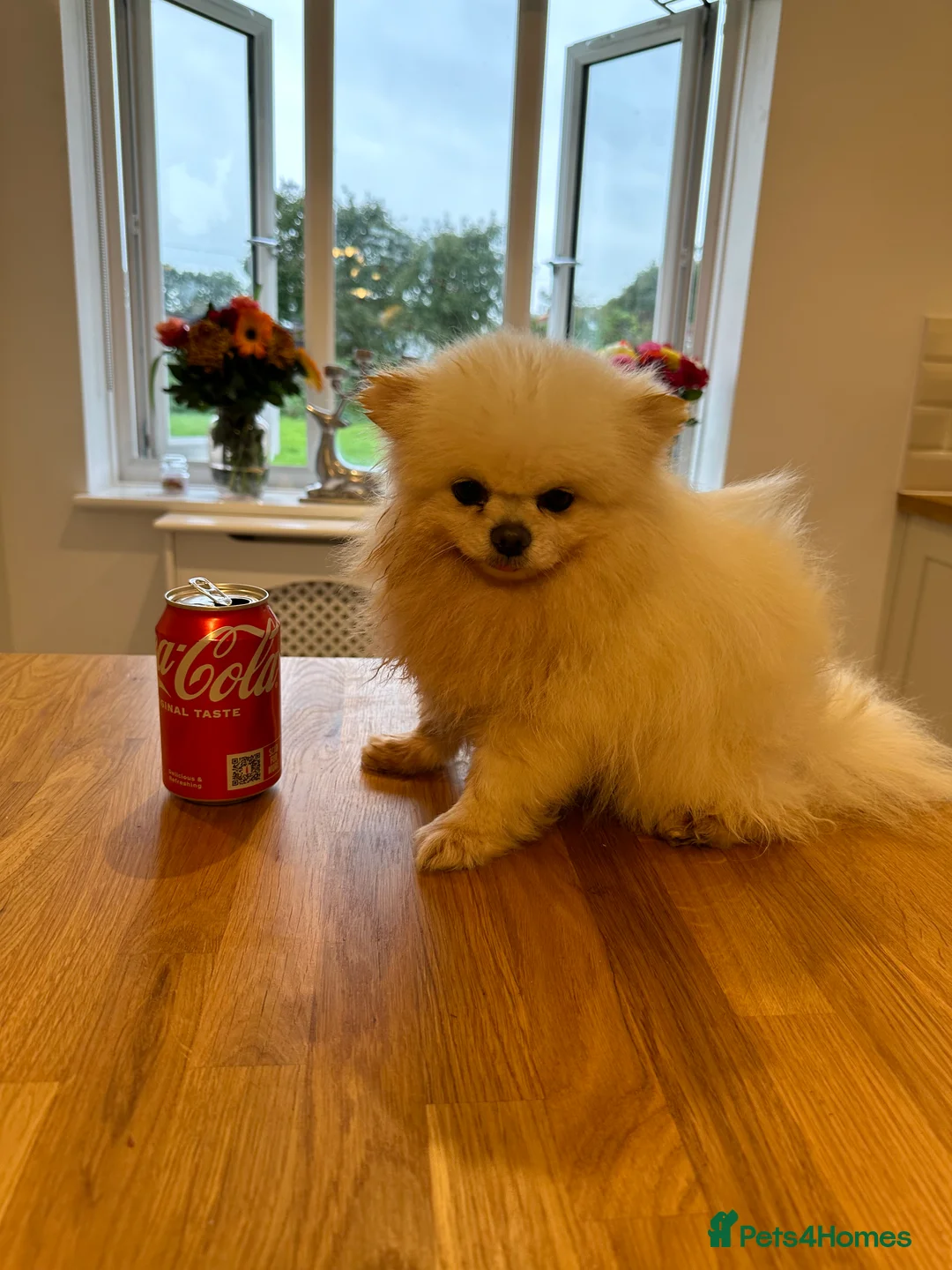 Pomeranian dogs for stud: Kc pure white 1.2 kg Pomeranian stud in Reigate - Advert 16