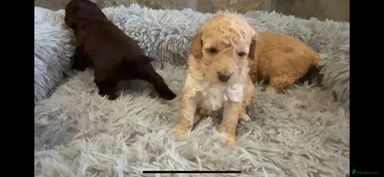 Cockapoo dogs - Advert 4