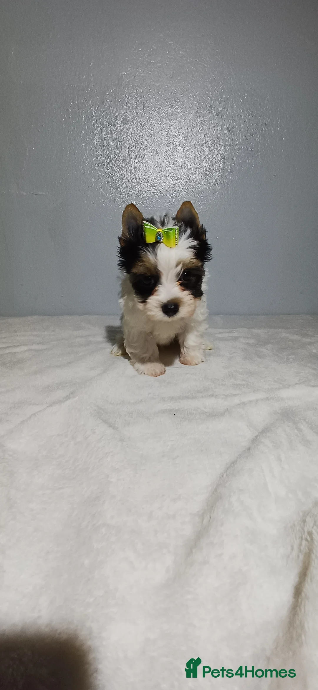 Yorkshire Terrier dogs for sale: 100% Biewer yorkshire-terrier Pedigree  - Advert 16