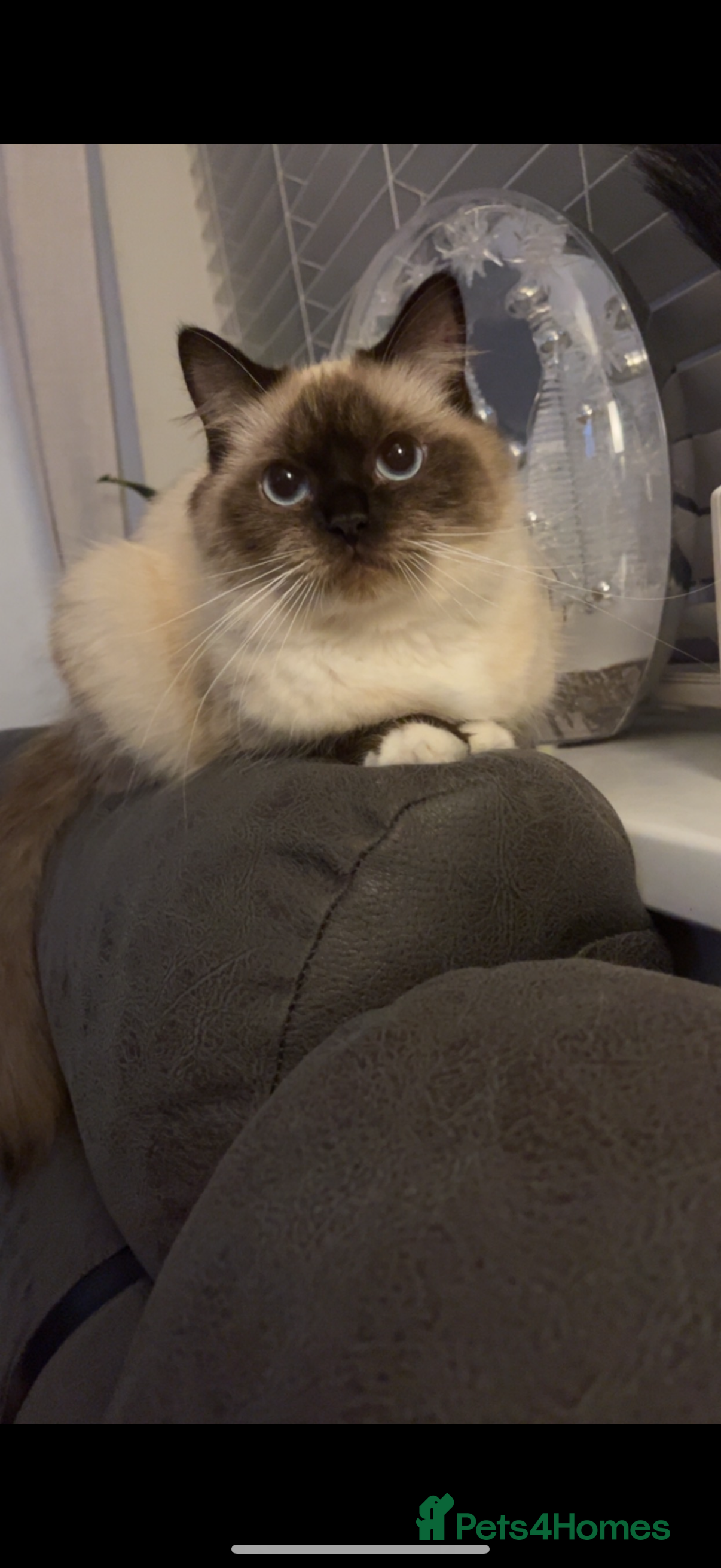 Ragdoll cats Blue point male ragdoll - Advert 1