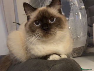 Ragdoll cats Blue point male ragdoll - Advert 1