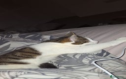 Domestic Shorthair cats for sale: Male cat ******  - Image 3