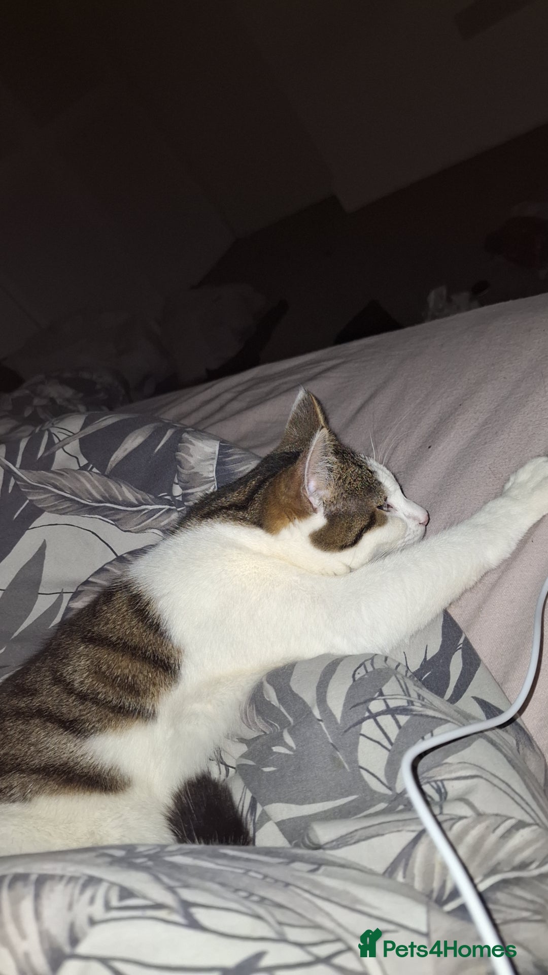 Domestic Shorthair cats for sale: Male cat ******  - Image 3